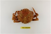 藏品(似球圓蛛蟹)的圖片
